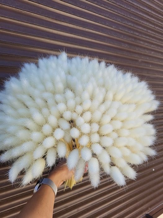 Сухоцвіти лагурус стабілізована гортензія гіпсофіла опт рускус гліксія