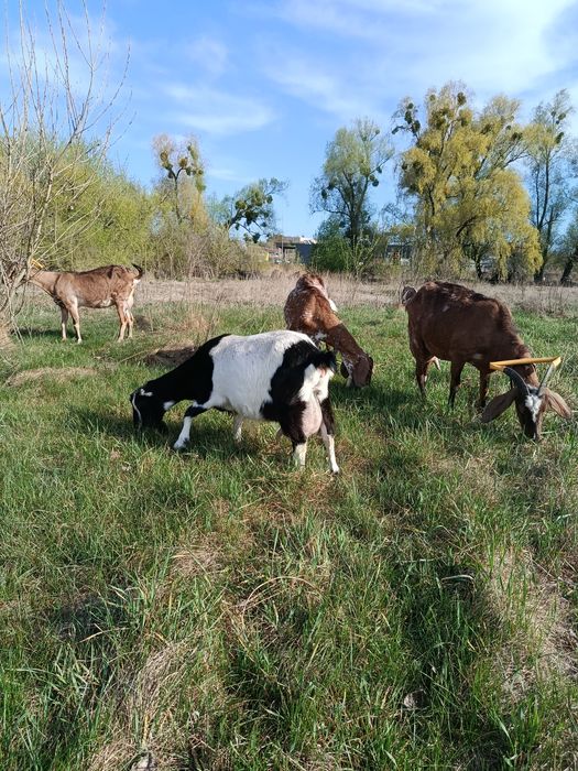 Пропоную молоко англонубійських кіз