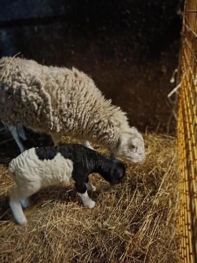 Owca  wykocona po dropper