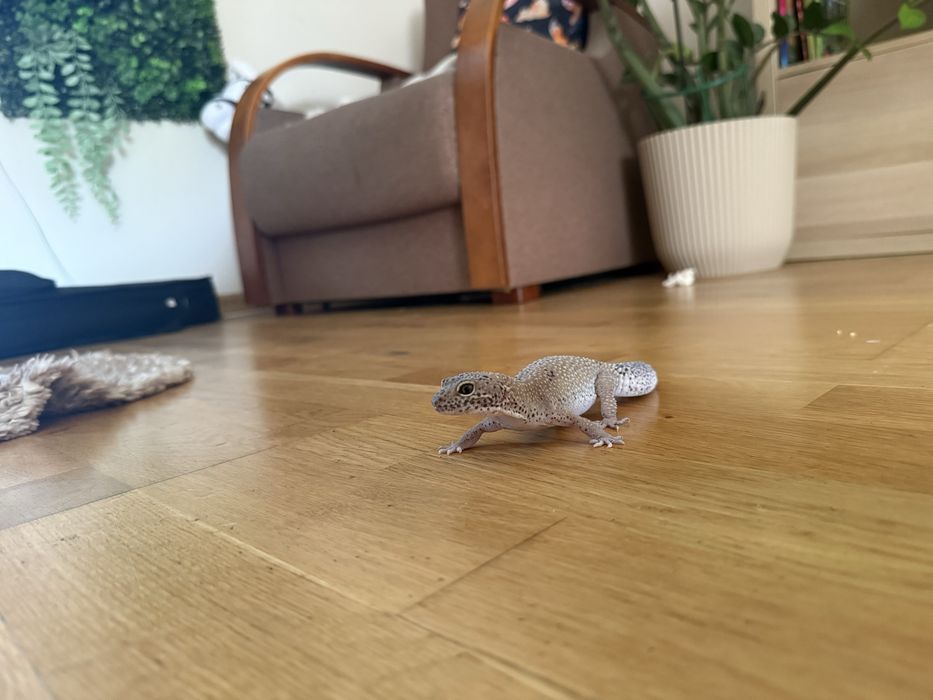 Gekon lamparci + terrarium