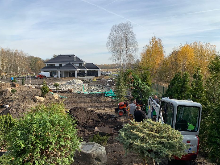 Klon lipa brzoza grab drzewa do nasadzen zastepczych obw pnia 20-30 cm