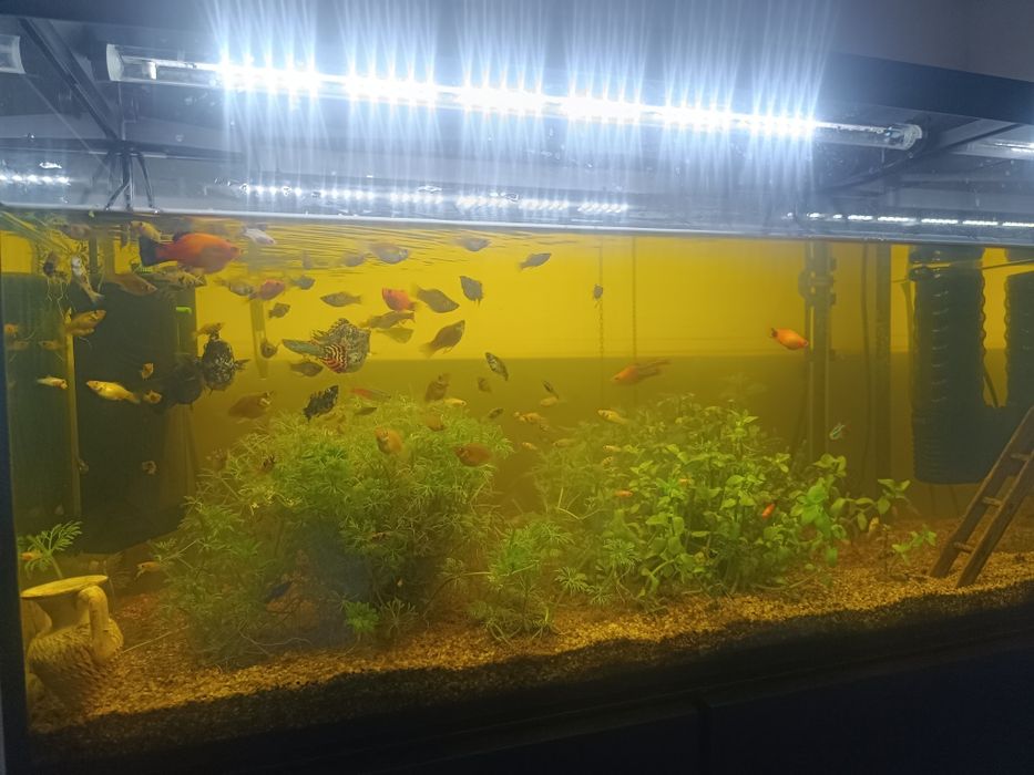 Muitos peixes  de água quente