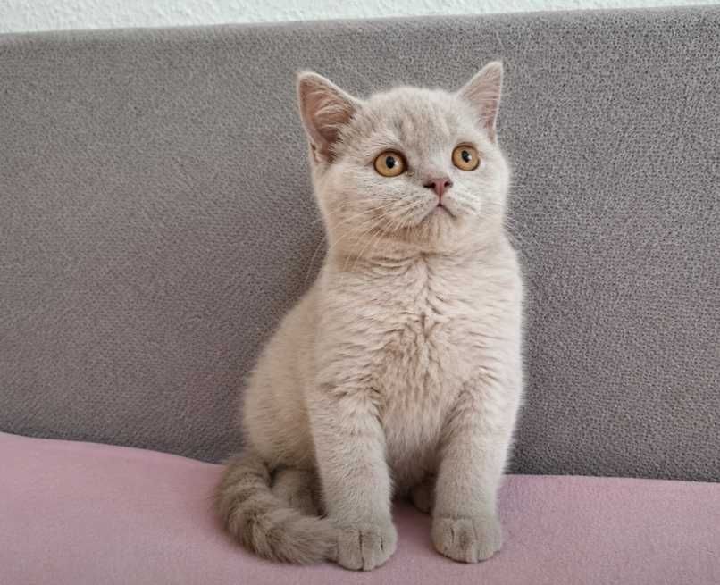 Kot Brytyjski Lilowy WCF