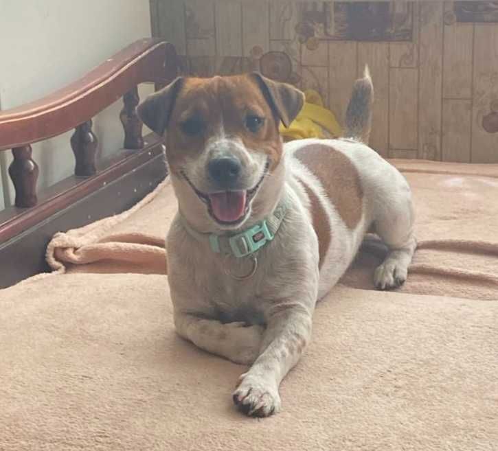 Джек Расел в'язка