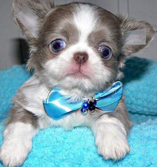 Мини малыши Чихуахуа