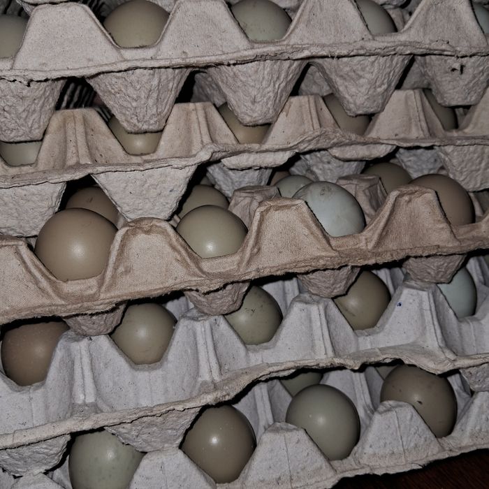 Продам фазани мисливські,яйце інкубаційне