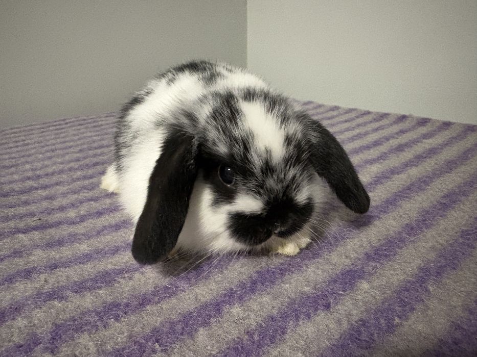 Królik króliczek miniaturka baranek mini lop