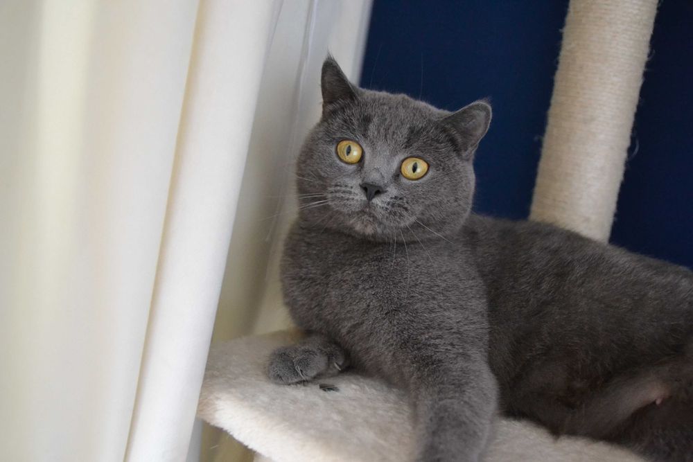 Koteczka szkocka dorosła