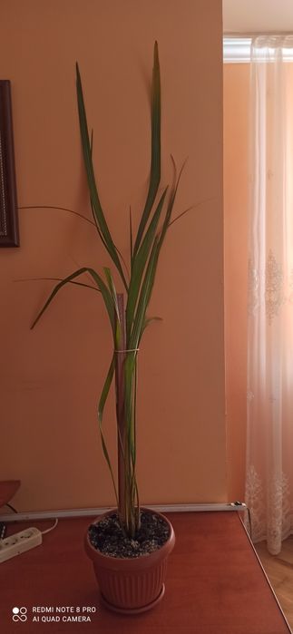 Фінікова пальма вазон