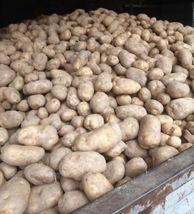 Ziemniaki jadalne Soraya, queen anna, Red Lady, Agria