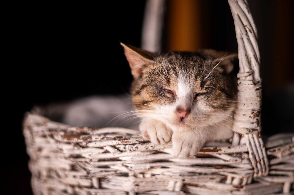 Niewidoma EMMA czeka na dom!