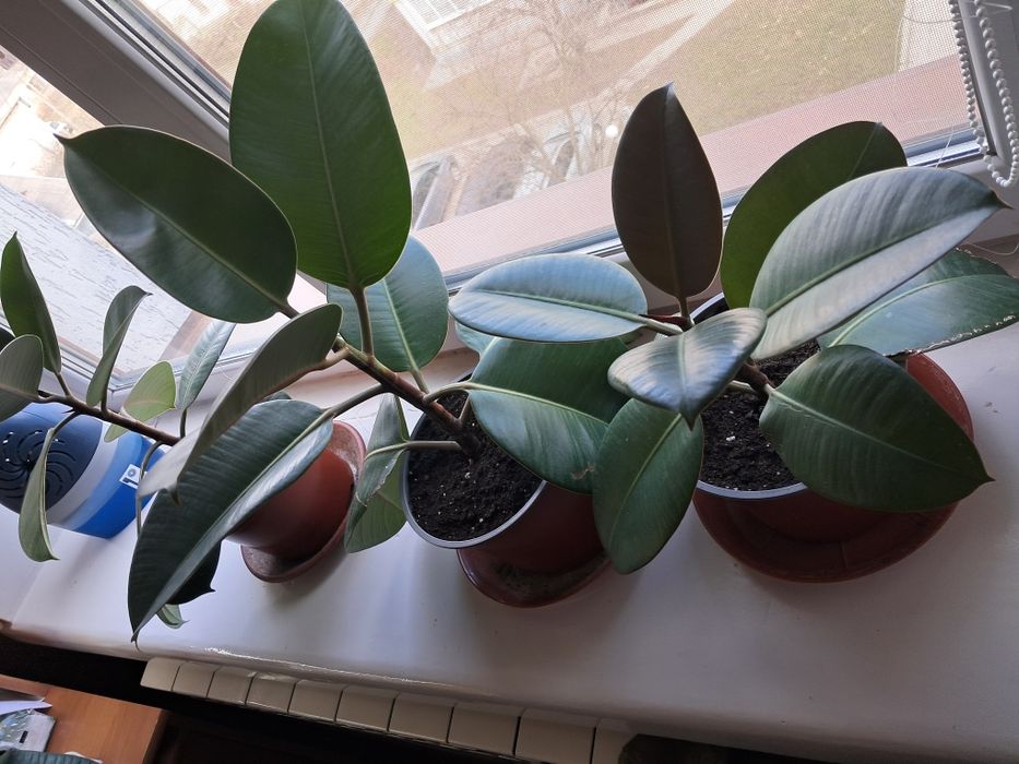 Фикус фікус каучуконосный