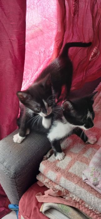 Gatinhos para Mimar