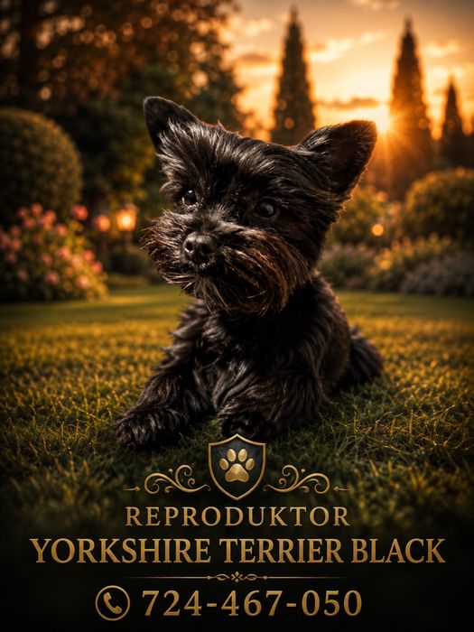 Yorkshire terrier york black reproduktor