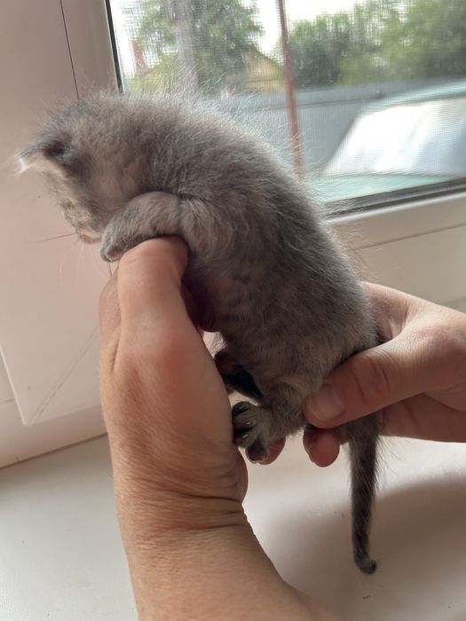 кошенята вісловухі