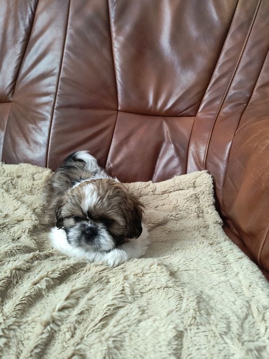 Szczeniak razy Shih Tzu