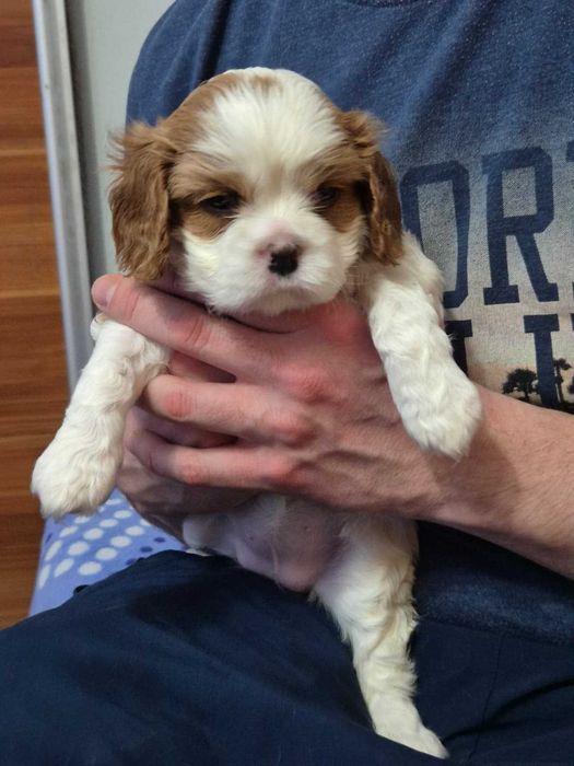Cavalier King Charles Spaniel - suczka