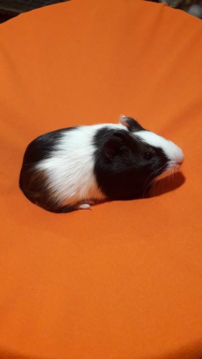 Морські свинки,  прості гладкошерсті.