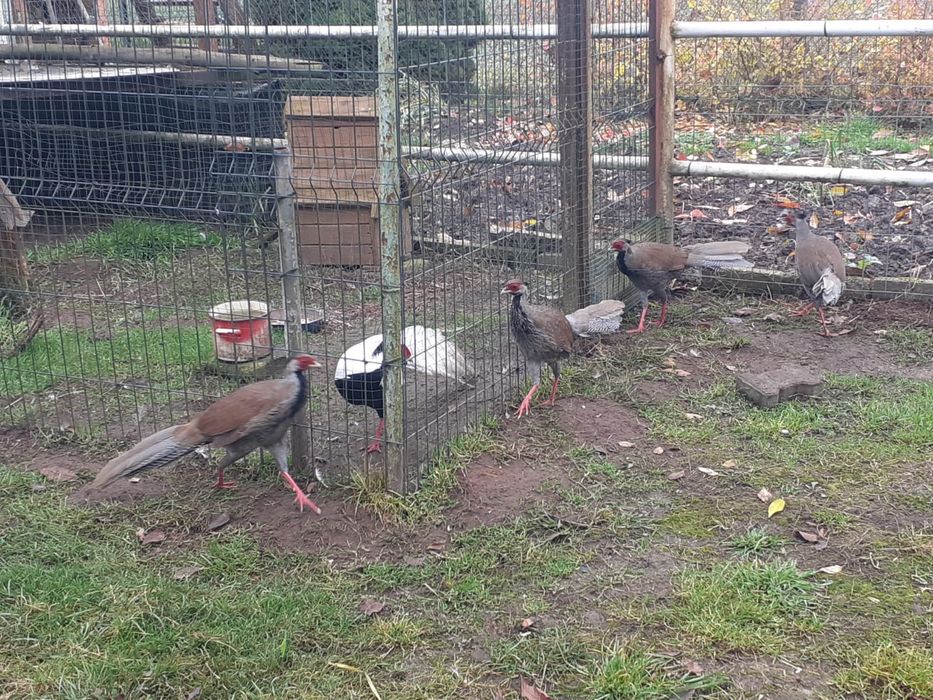 Bażanty bażant same srebrzyste młode lęg 2025