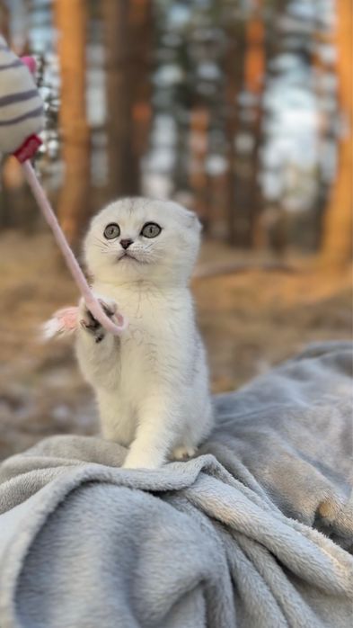 Висловушка чистокровна дівч кицюня шиншила срібляста породна