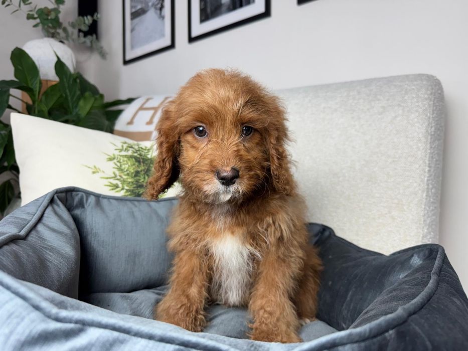 cavapoo szczeniak