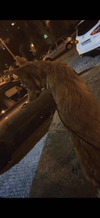 Macho bebe de 6 mesinhos