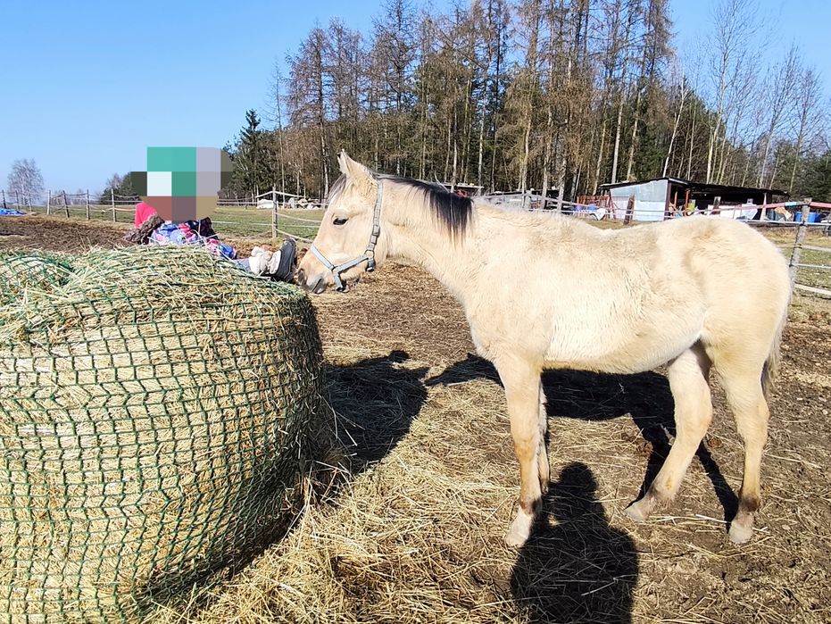 Aqh bułany ogierek Quarab arab izabelowaty