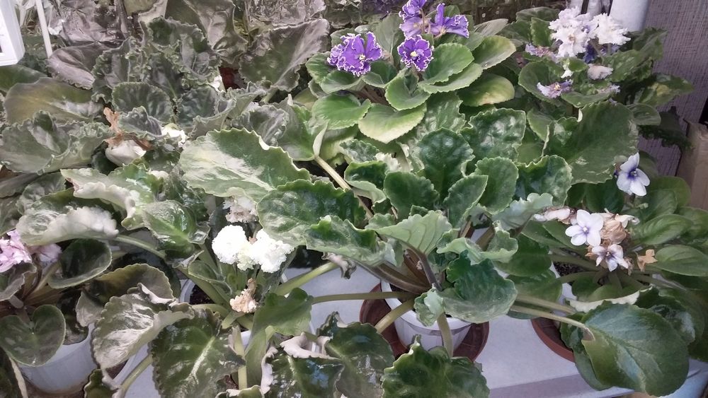 продам цветущие сортовые фиалки