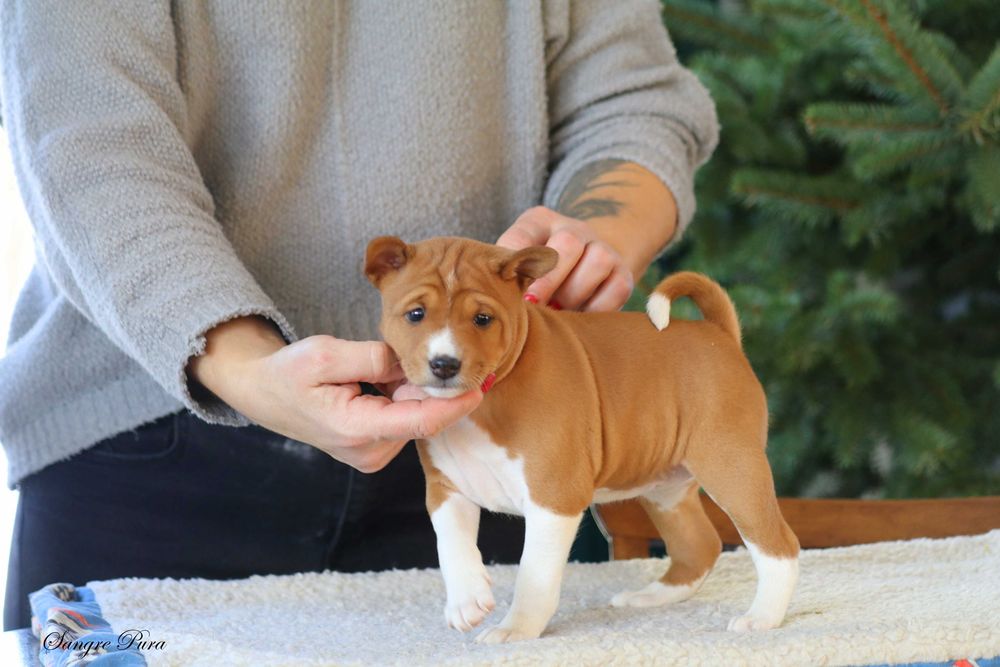 Suczka szczenię Basenji