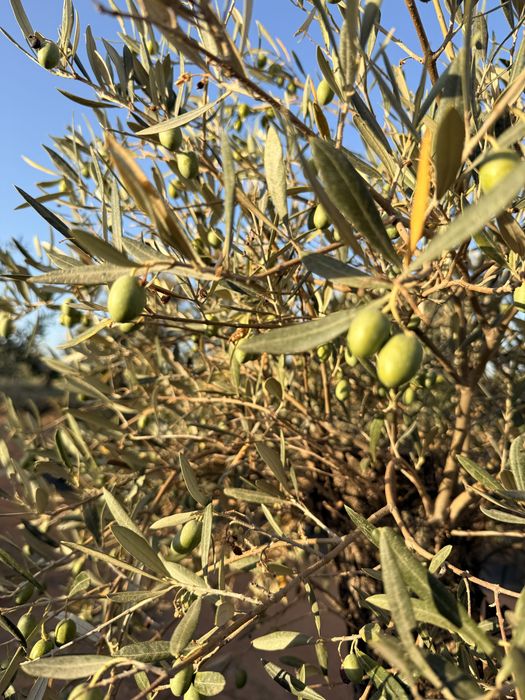 Oliveira para jardim
