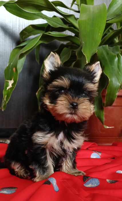 Мачо в пошуках родини