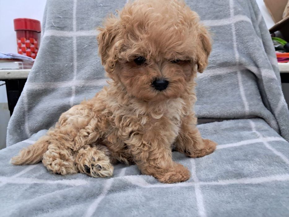 Мальтіпу , міні, три дівчинки і хлопчик.