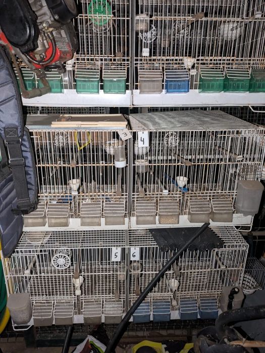 Gaiolas em segunda mão