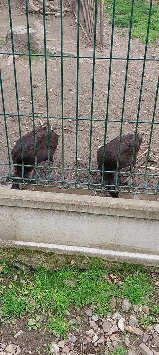 Biegusy Czubate Samice