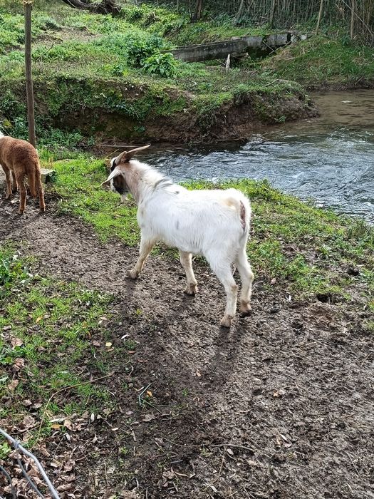 Vendo bode com um ano
