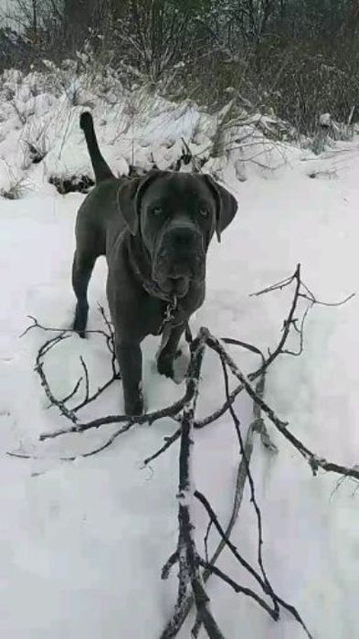 Кане Корсо хлопчик для в'язки