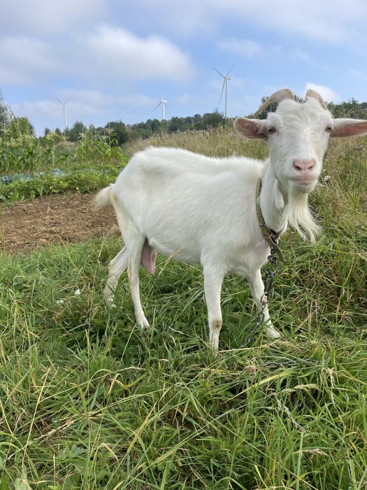 Продам хорошу козу  , добре дійна !