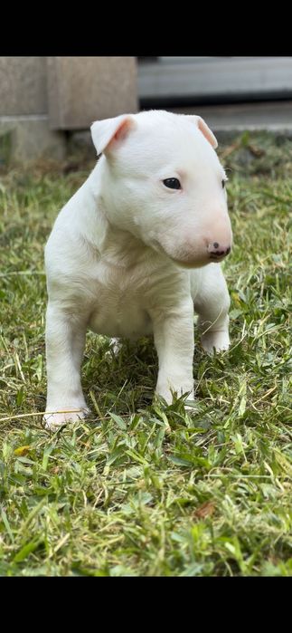 Bull Terrier miniatura macho com LOP e Afixo