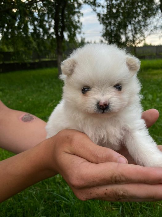 Померанський Шпіц для в'язки