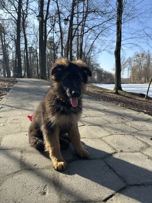 Німецька вівчарка