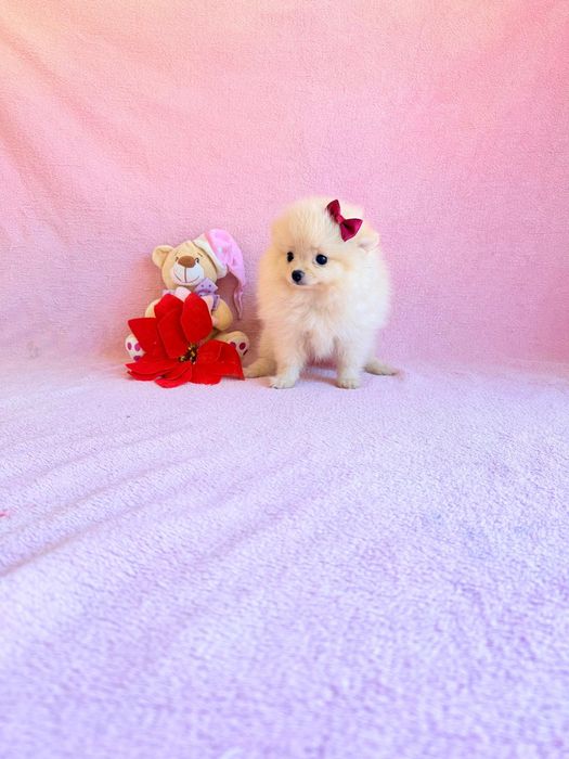 Spitz Alemão Anão Fêmea Maravilhosa