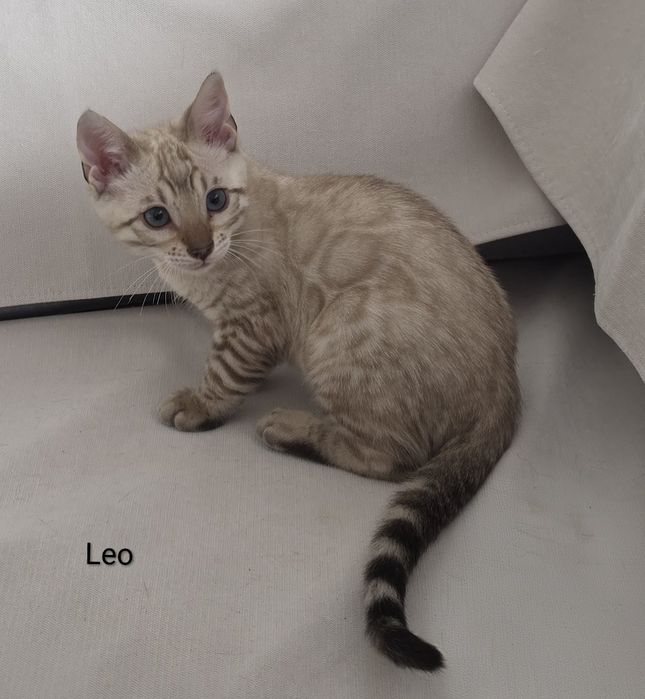 Biały lampart - LEO
