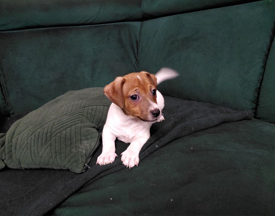 Jack Russel terrier