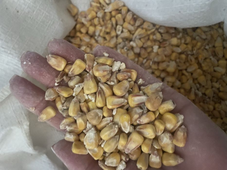 Продам зерно кукурудзи