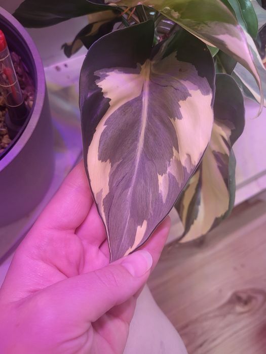 Philodendron hederaceum Rio