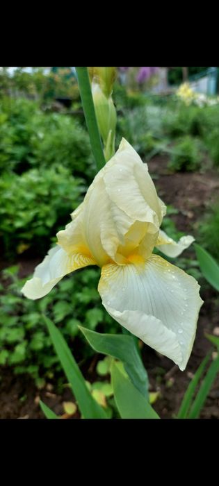 Іриси великорослі