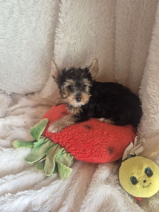 Yorkshire Terrier Macho Criadora Registada PT3088FL