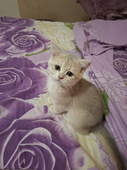 Шотландские котята