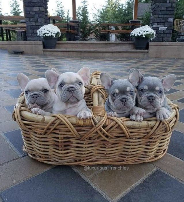 Різні цуценята на ваш вибір