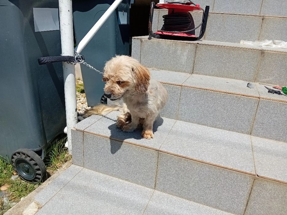 Treino canino GA